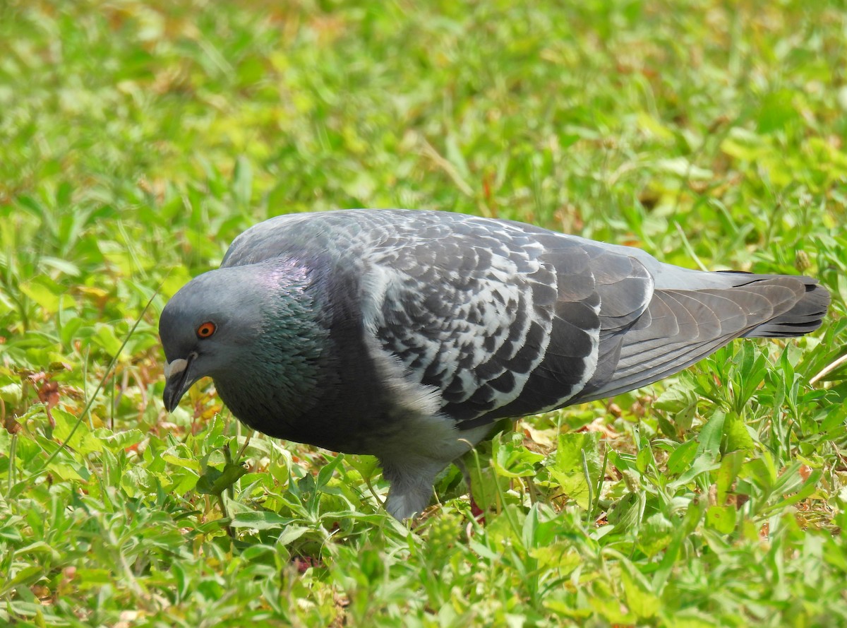 Rock Pigeon (Feral Pigeon) - ML621188145