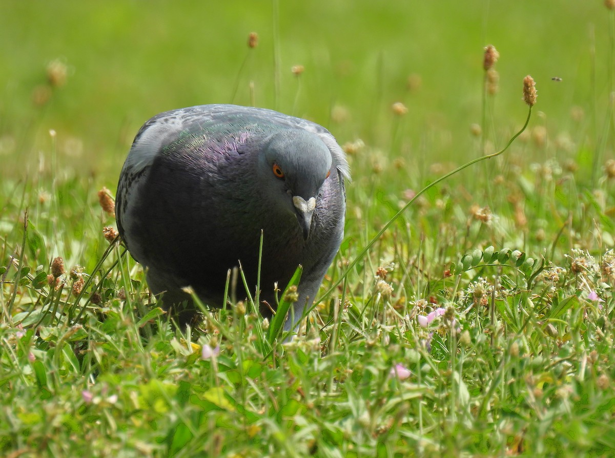 Rock Pigeon (Feral Pigeon) - ML621188146