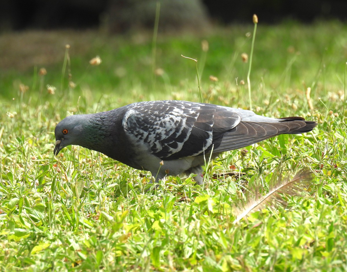 Rock Pigeon (Feral Pigeon) - ML621188147