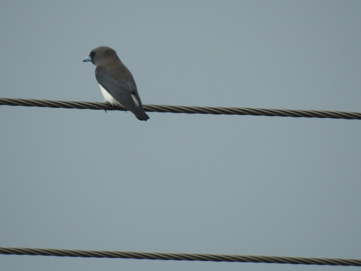 White-breasted Woodswallow - ML621188160
