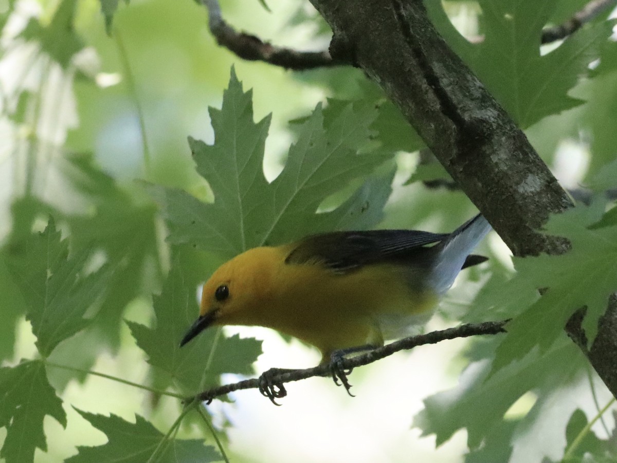 Prothonotary Warbler - ML621188171