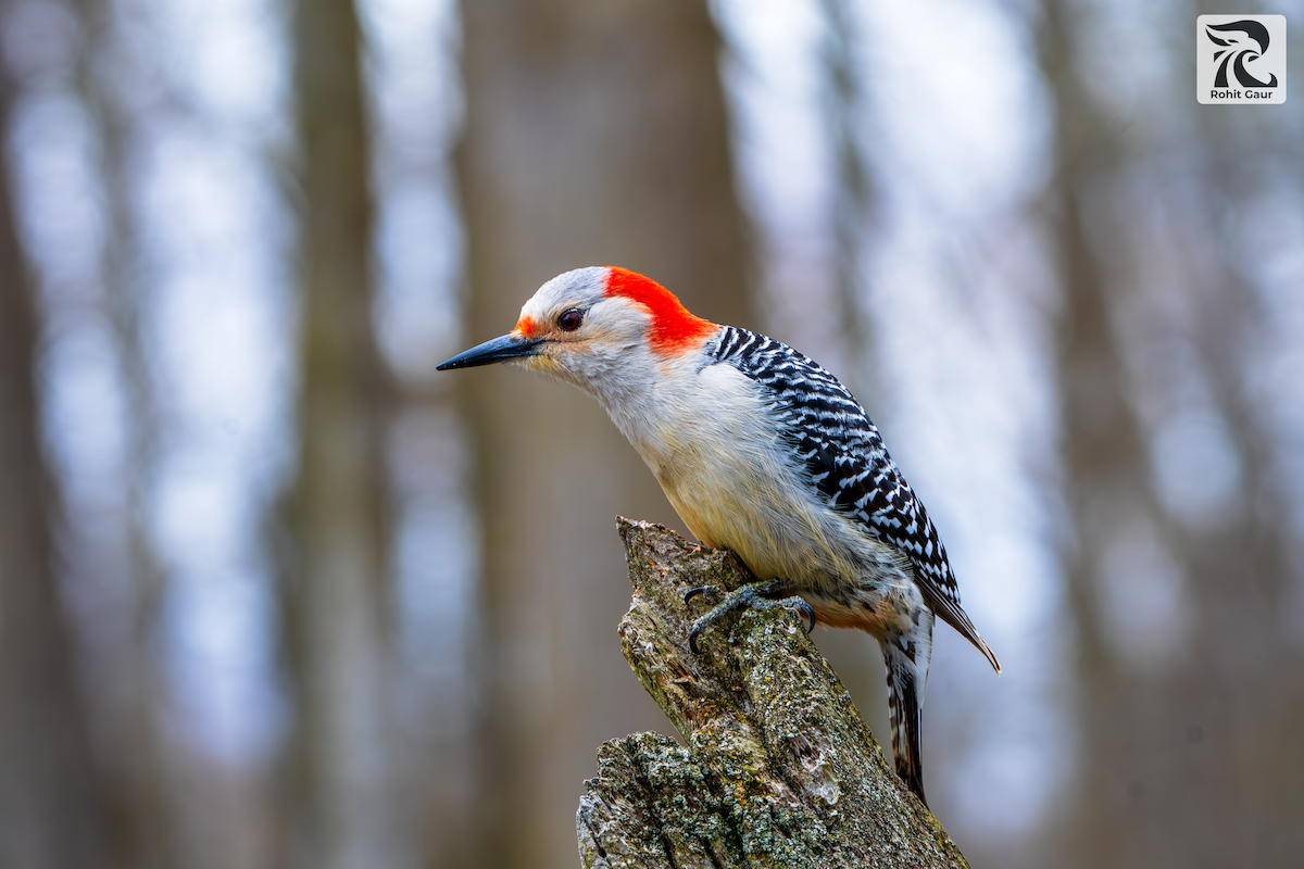 Red-bellied Woodpecker - ML621188181