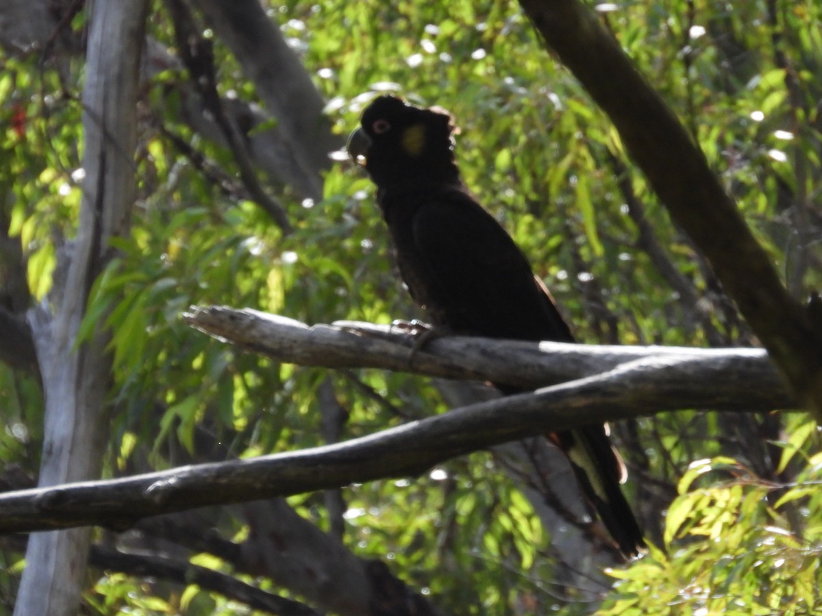 Yellow-tailed Black-Cockatoo - ML621188183