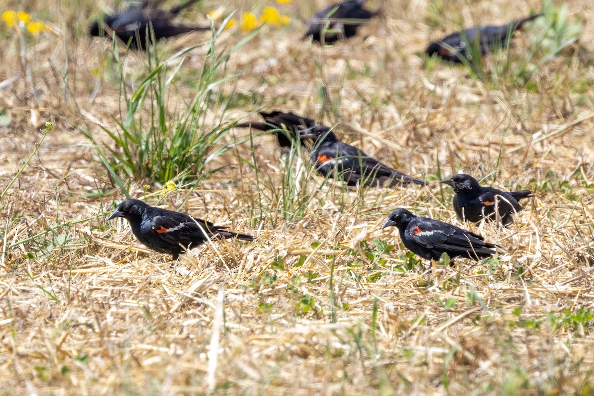 Tricolored Blackbird - ML621188193