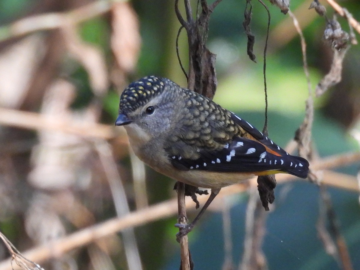 Spotted Pardalote - ML621188196
