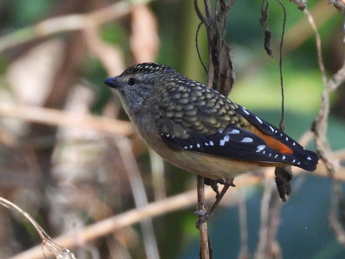 Spotted Pardalote - ML621188197