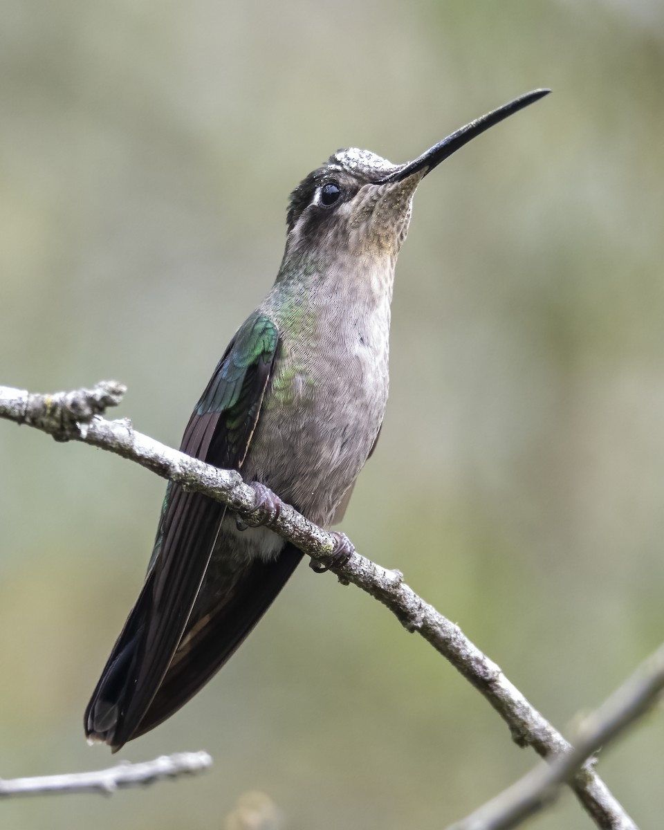 Talamanca Hummingbird - ML621188238