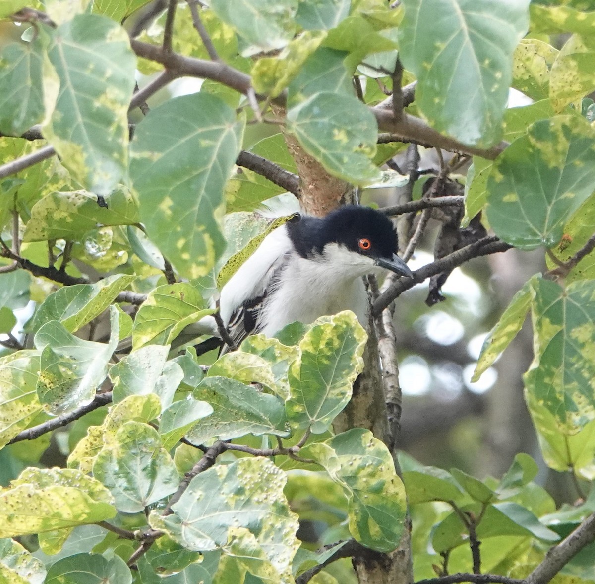 Northern Puffback - ML621188246