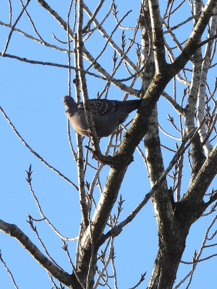 Spot-winged Pigeon - ML621188260