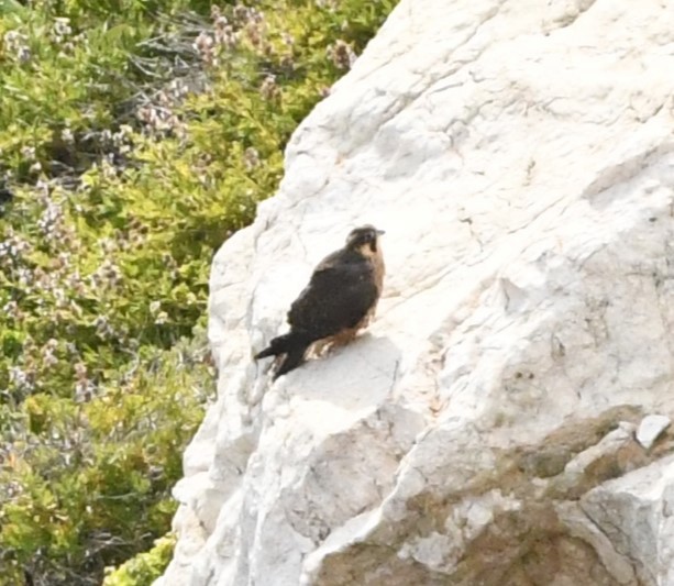 Peregrine Falcon (North American) - ML621188270