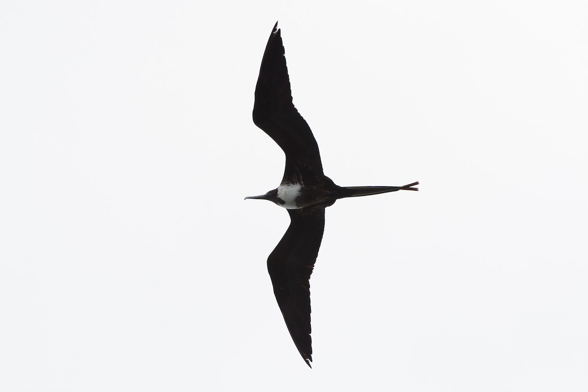 Magnificent Frigatebird - ML621188281