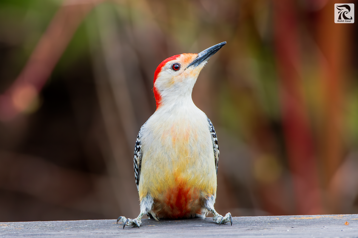 Red-bellied Woodpecker - ML621188300