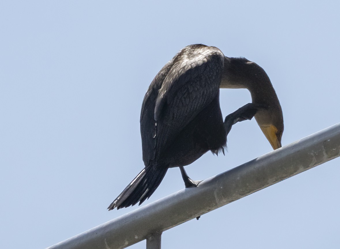 Double-crested Cormorant - ML621188301