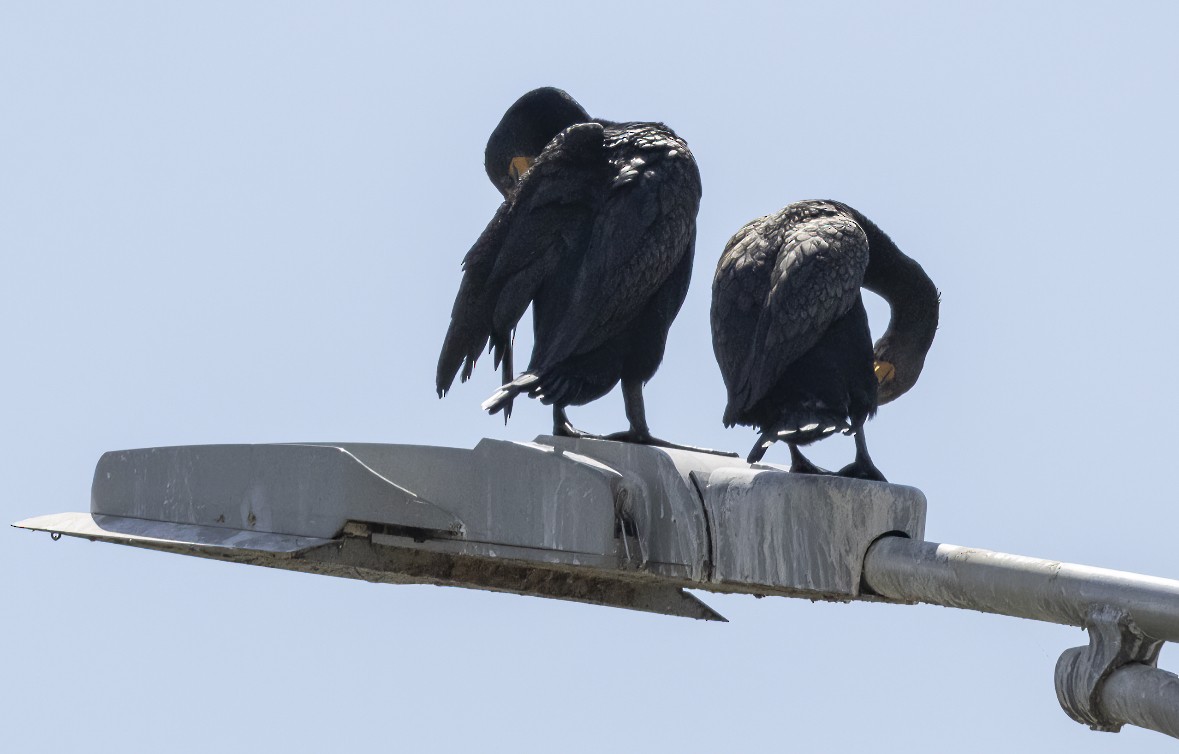 Double-crested Cormorant - ML621188302
