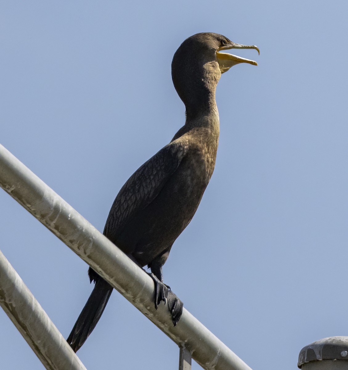 Double-crested Cormorant - ML621188303