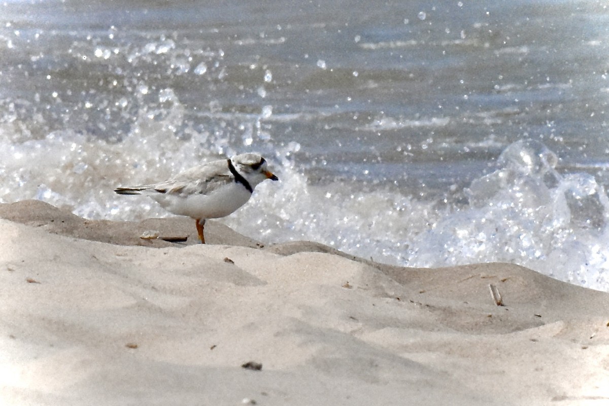 Piping Plover - ML621188314
