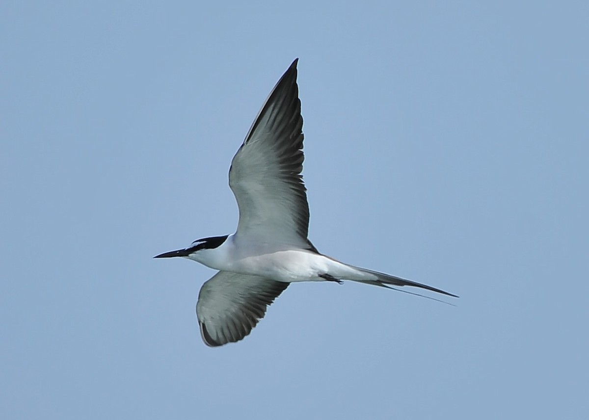 Bridled Tern - ML621188346