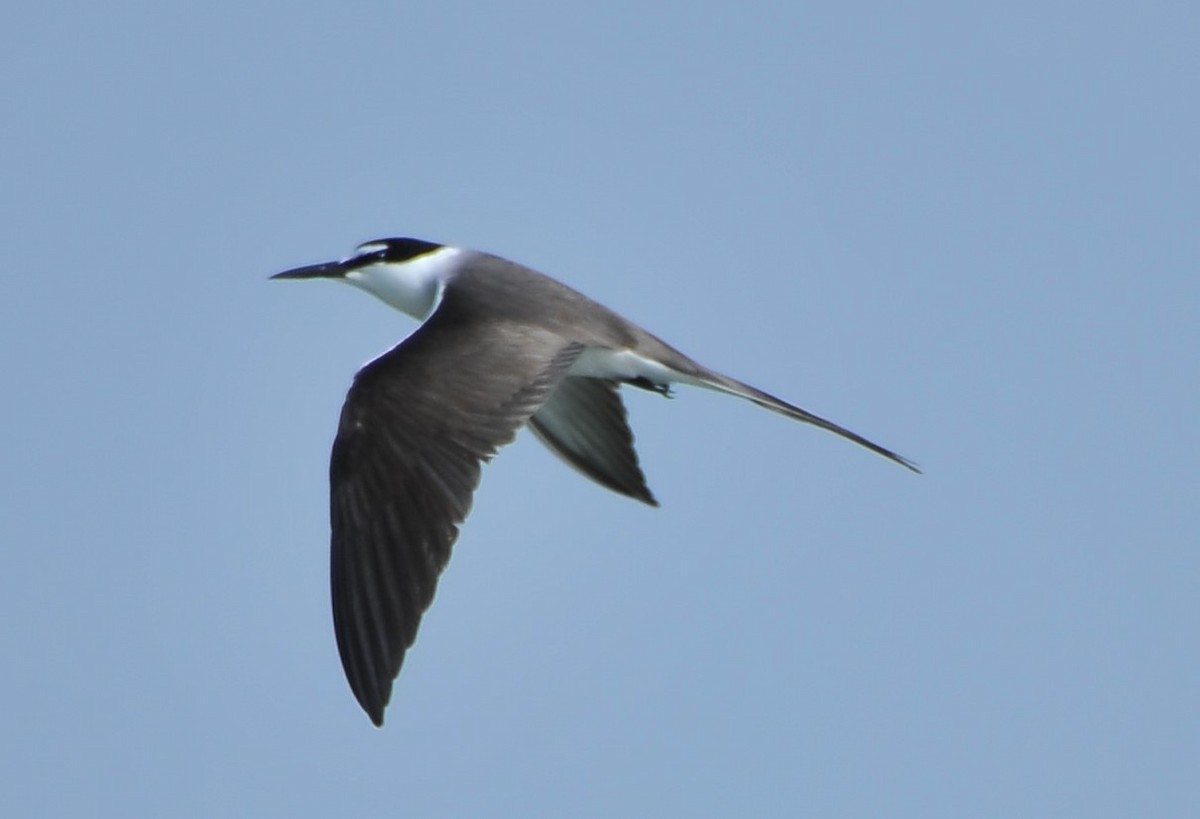 Bridled Tern - ML621188347