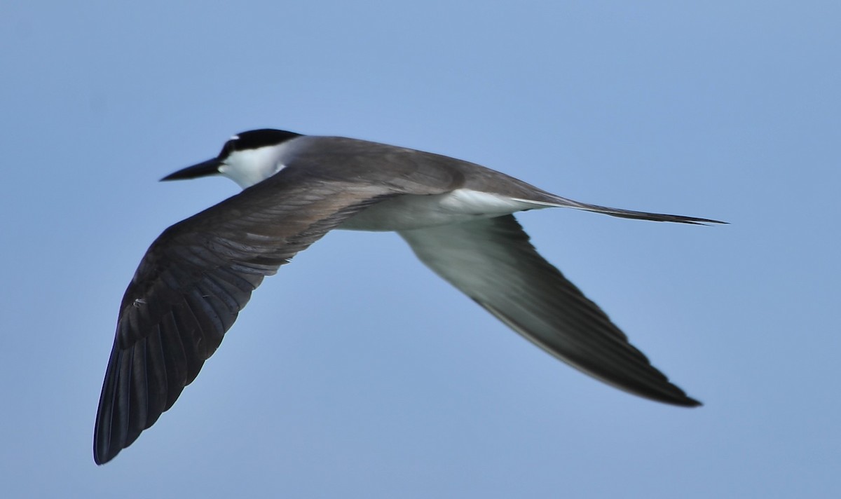 Bridled Tern - ML621188348