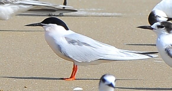 Roseate Tern - ML621188357