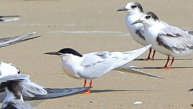 Roseate Tern - ML621188358