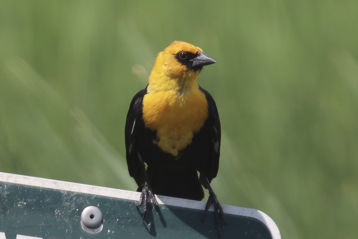 Yellow-headed Blackbird - ML621188365