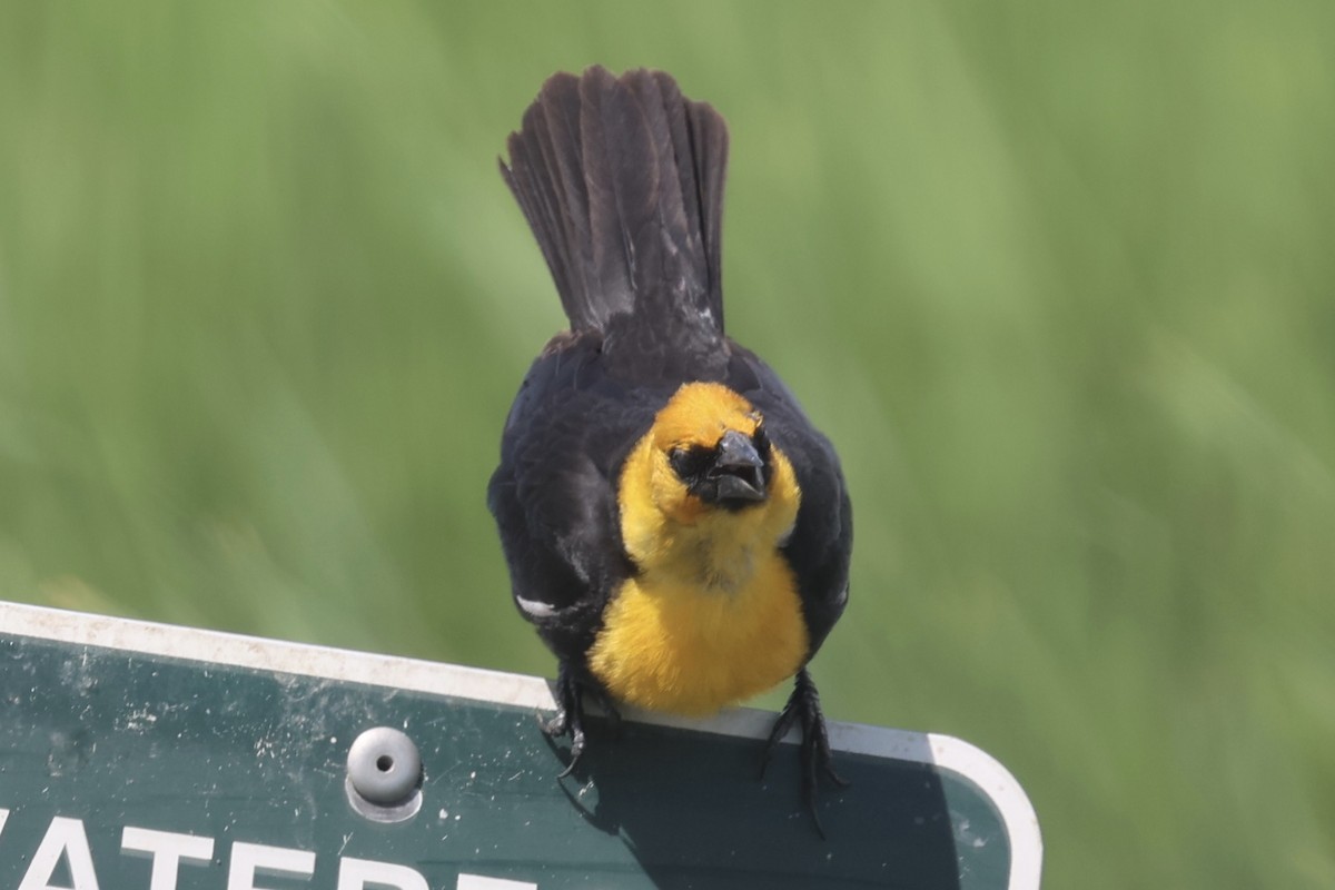 Yellow-headed Blackbird - ML621188366