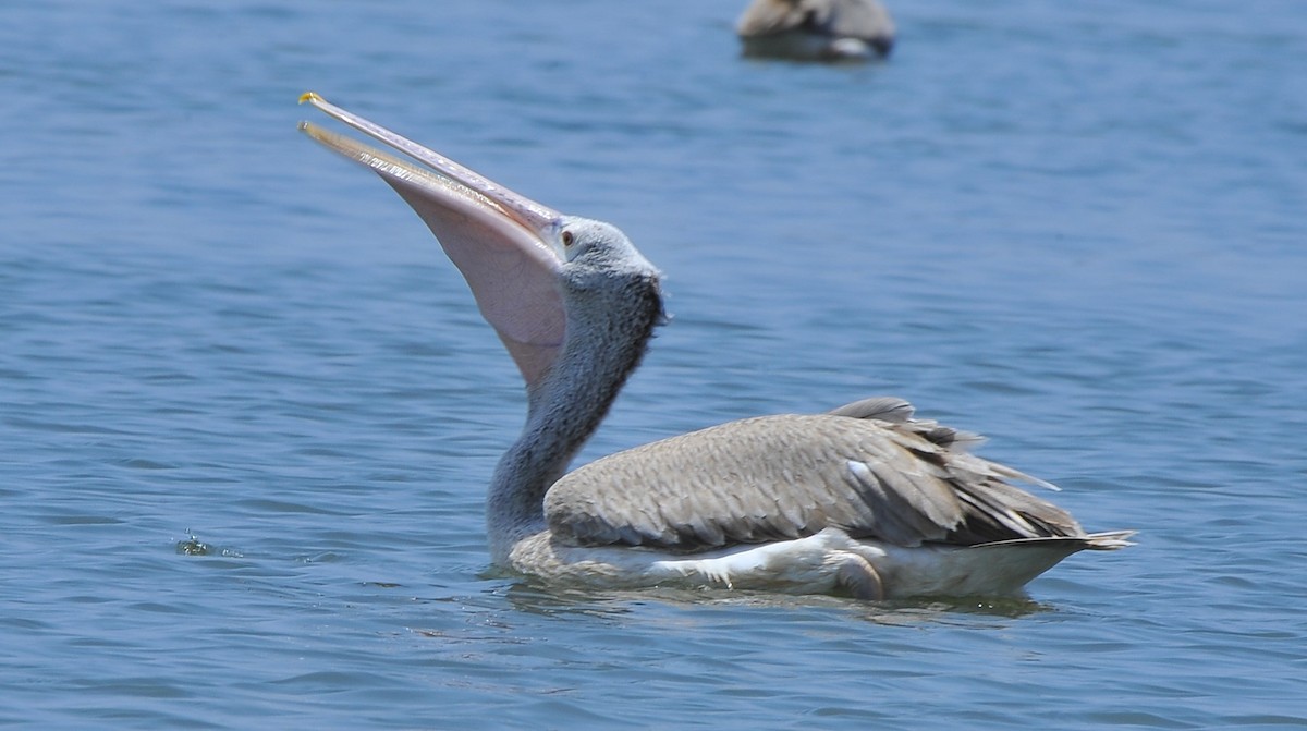 pelikán skvrnozobý - ML621188384