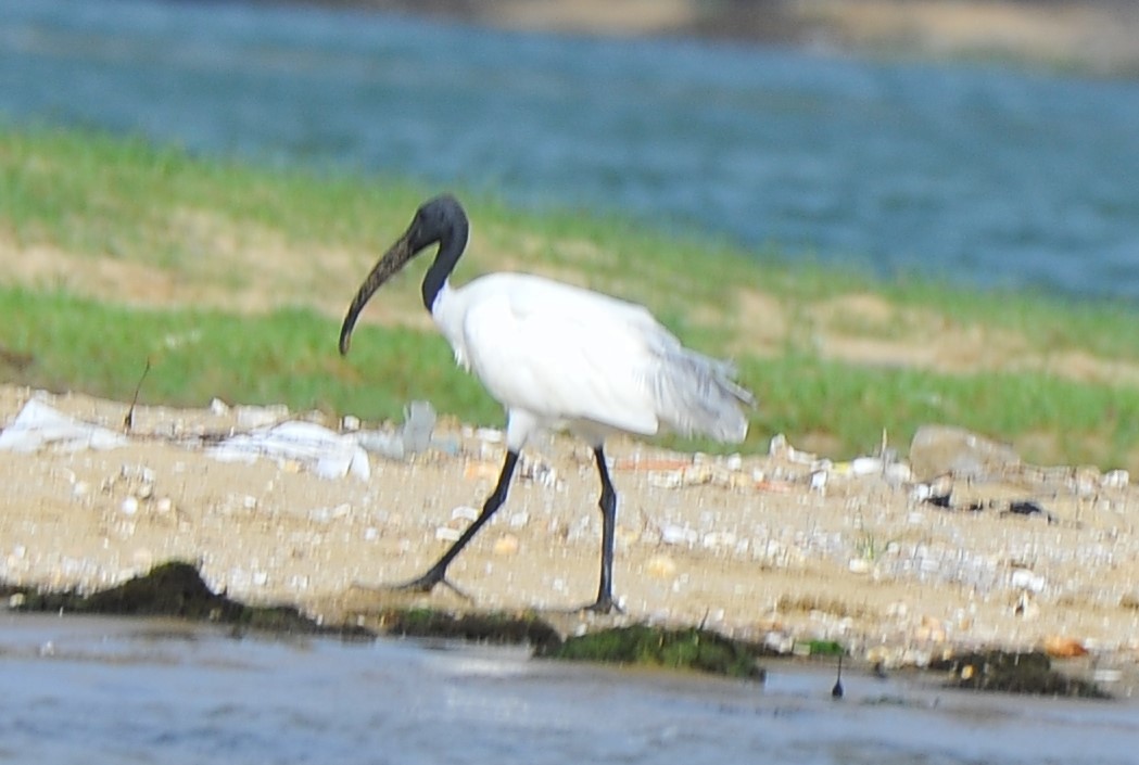 Black-headed Ibis - ML621188395