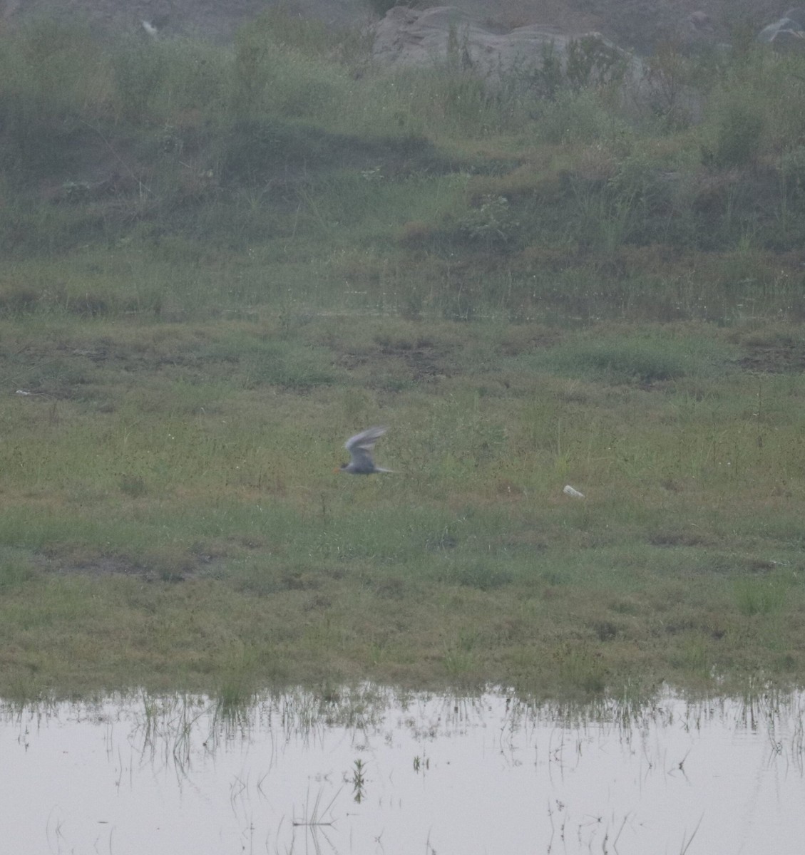 Black-bellied Tern - ML621188431