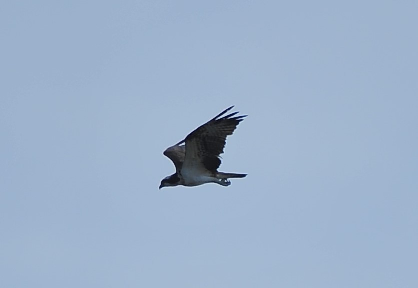 Osprey - ML621188451