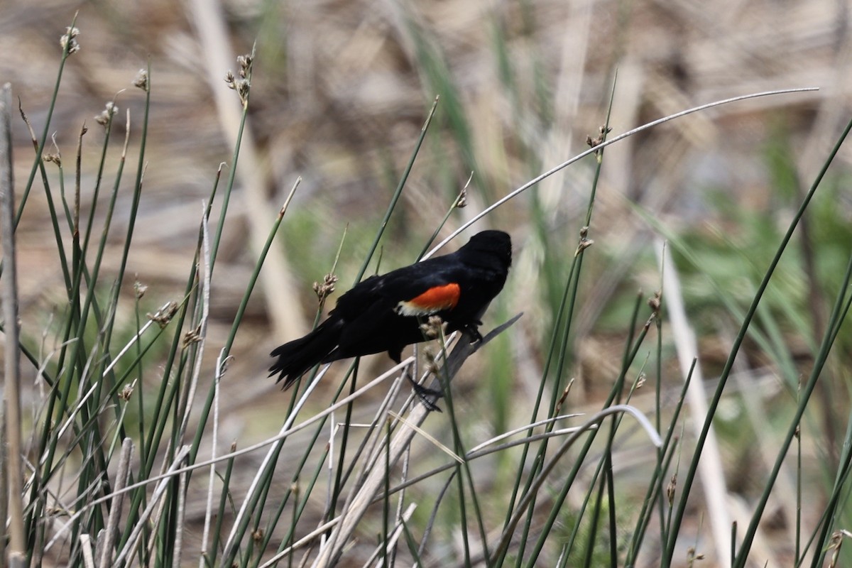 Red-winged Blackbird (Red-winged) - ML621188468