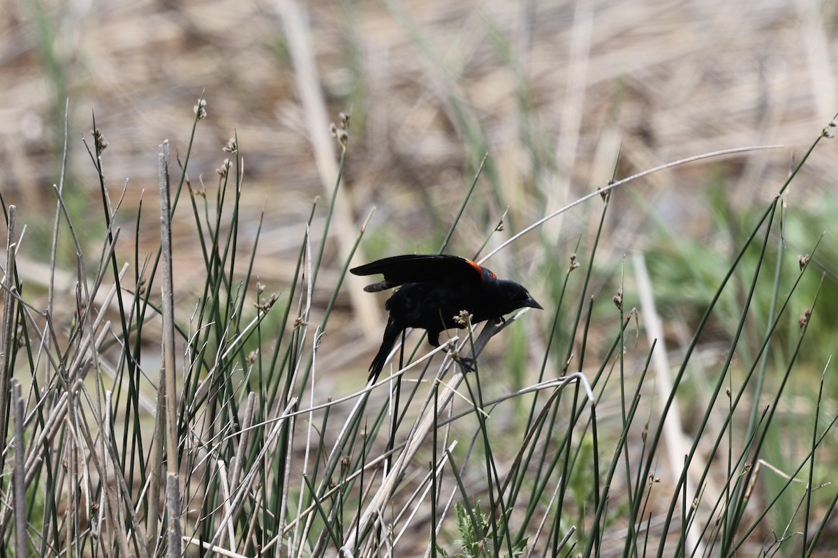 Red-winged Blackbird (Red-winged) - ML621188469