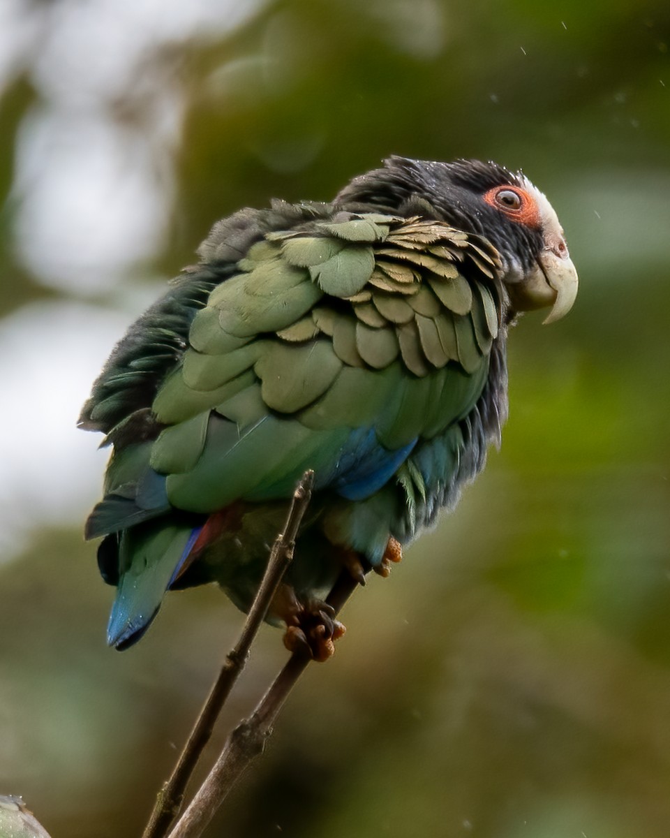 White-crowned Parrot - ML621188493