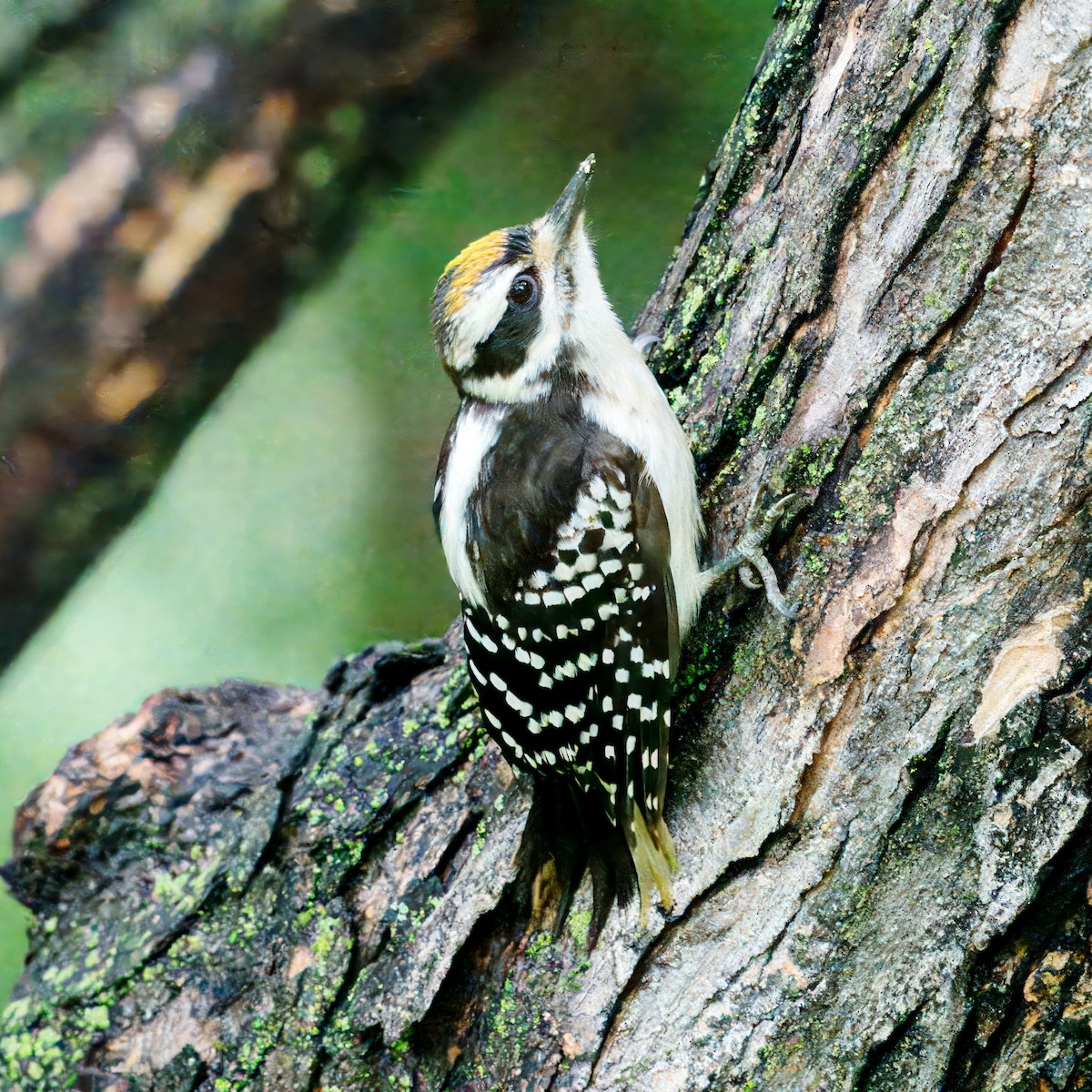 Hairy Woodpecker - ML621188632