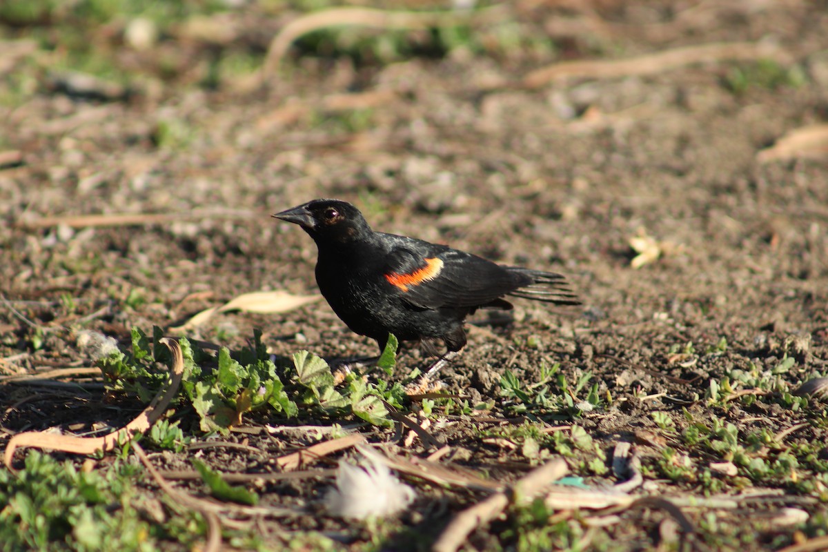 Red-winged Blackbird - ML621188636