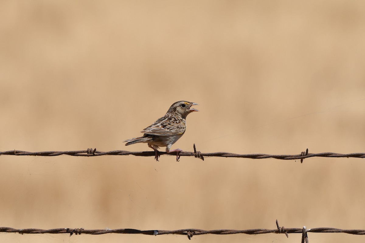 Grasshopper Sparrow - ML621188637
