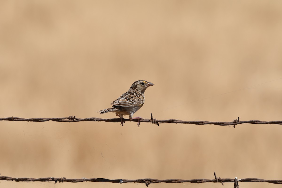 Grasshopper Sparrow - ML621188638