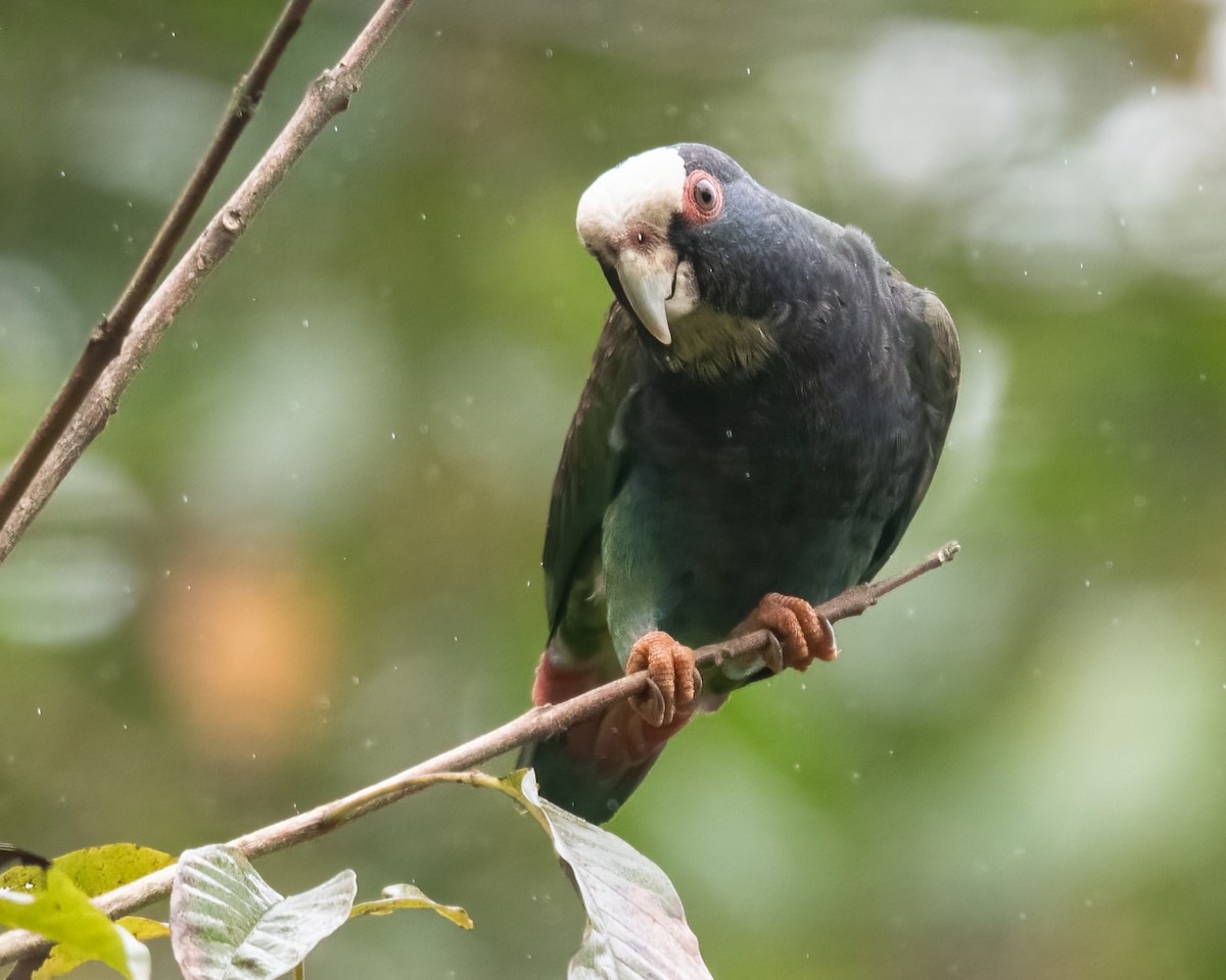 White-crowned Parrot - ML621188639