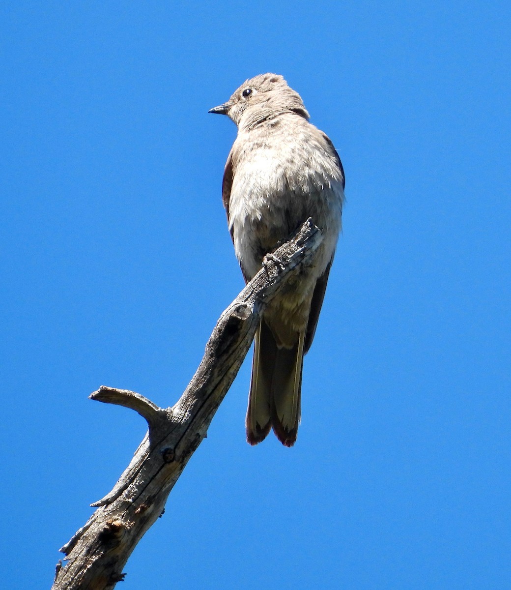 Townsend's Solitaire - ML621188650