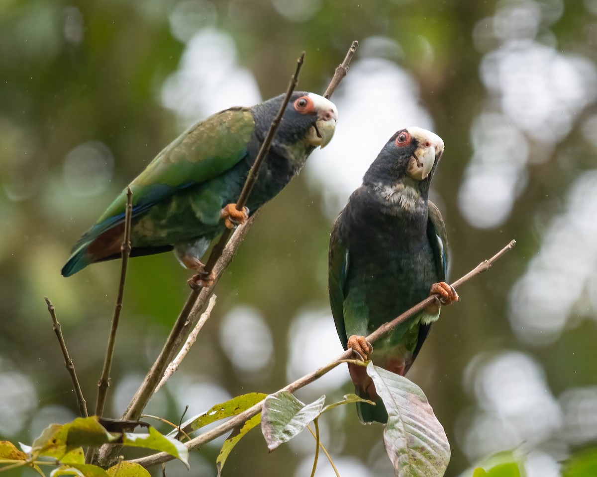 White-crowned Parrot - ML621188672