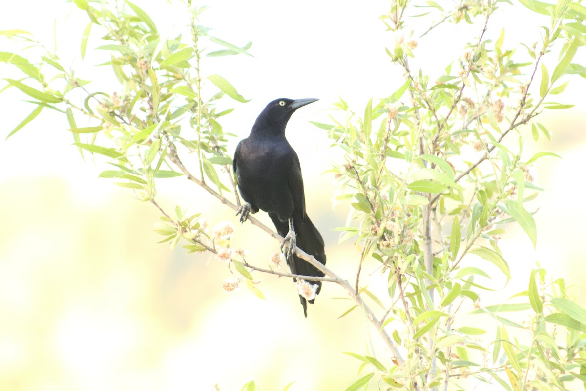 Great-tailed Grackle - ML621188680