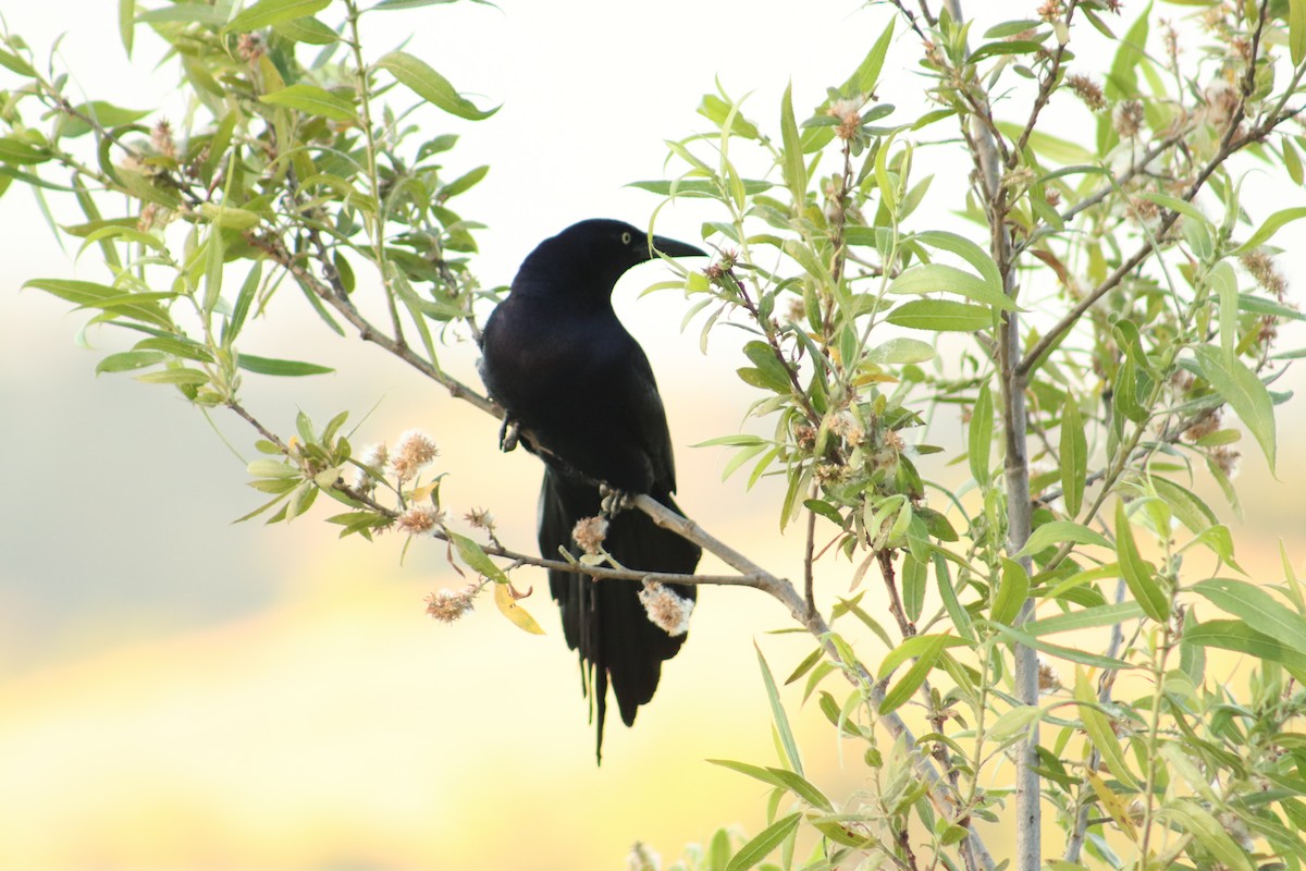 Great-tailed Grackle - ML621188681