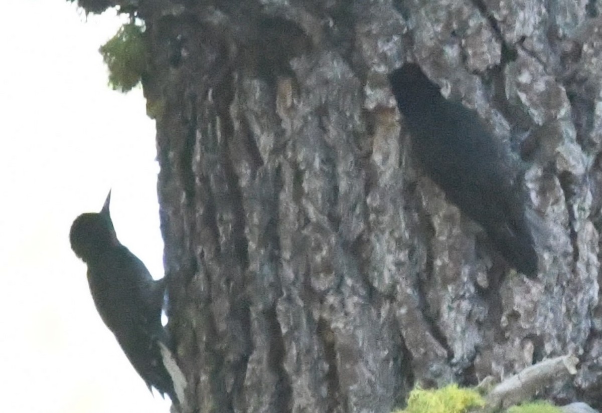 Black-backed Woodpecker - ML621188682