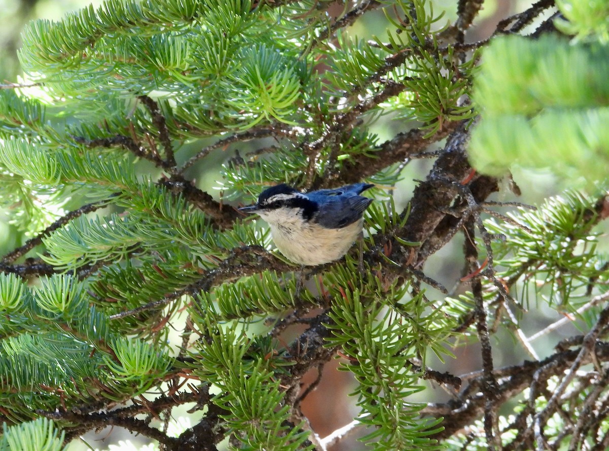 Red-breasted Nuthatch - ML621188691