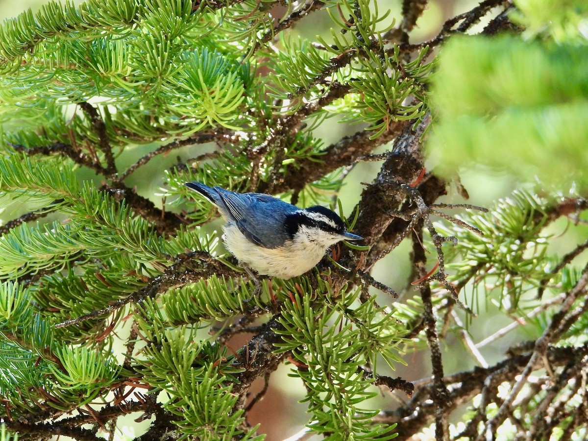 Red-breasted Nuthatch - ML621188701