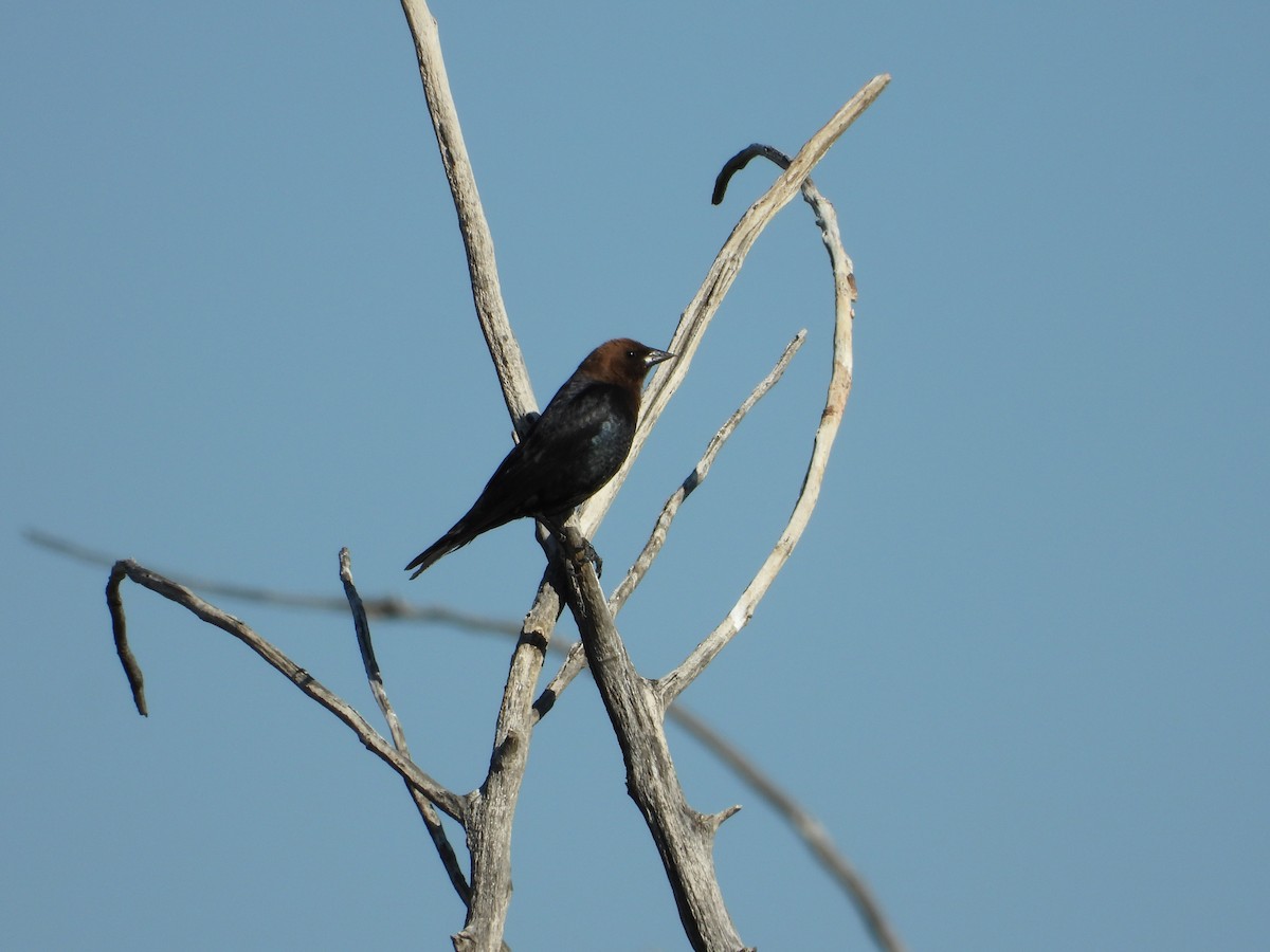 Brown-headed Cowbird - ML621188705