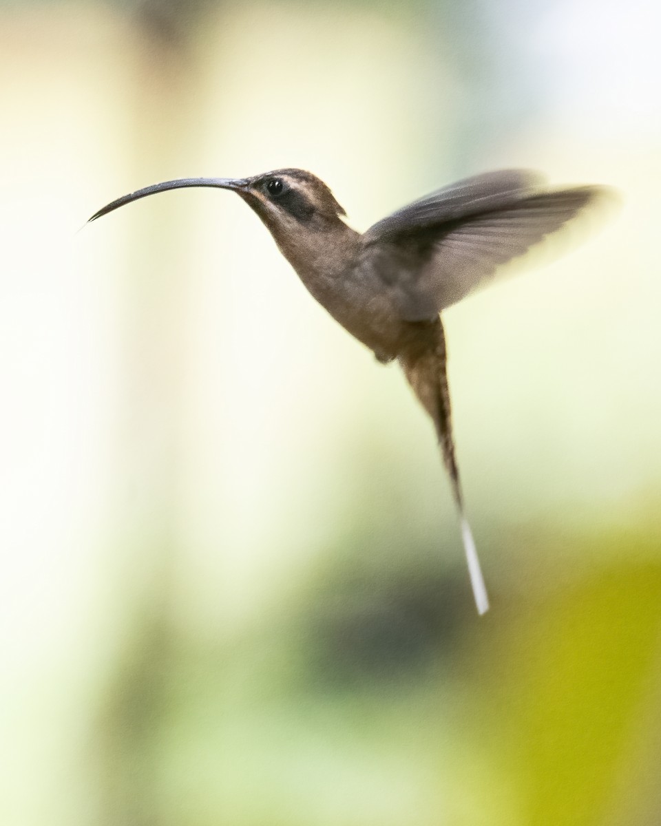 kolibřík tmavolící - ML621188724