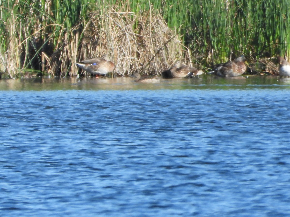 Blue-winged Teal - ML621188739