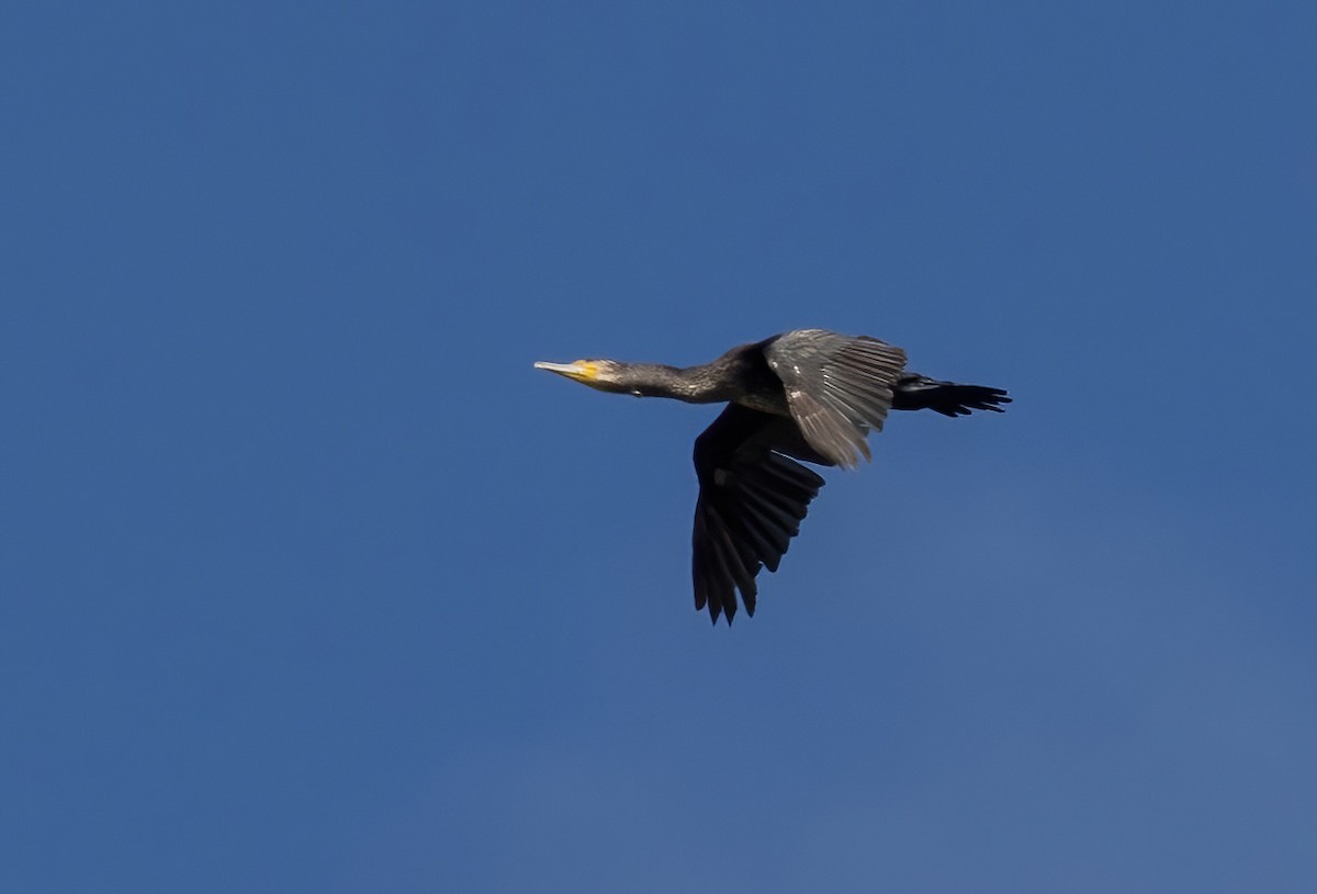 Great Cormorant (Australasian) - ML621188747